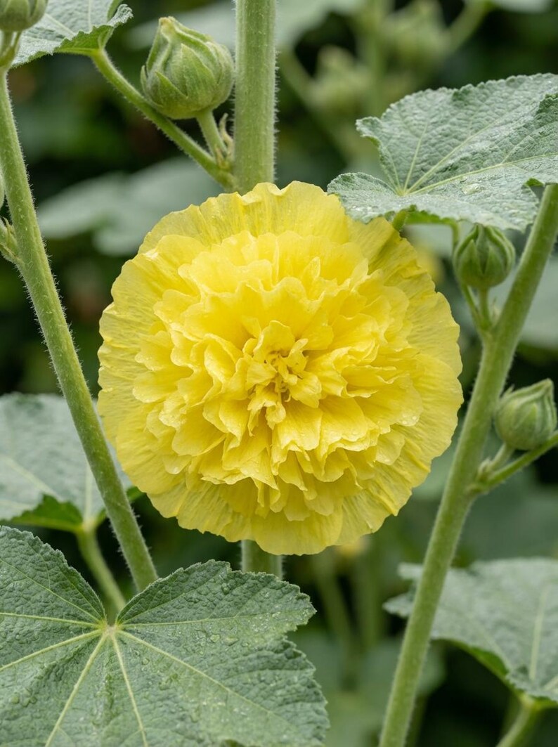 Peut inclure: Une fleur de rose tr&eacute;mi&egrave;re jaune vif aux p&eacute;tales denses et fronc&eacute;s. La fleur est centr&eacute;e sur une haute tige verte duveteuse, entour&eacute;e de grandes feuilles vertes textur&eacute;es et dentel&eacute;es ainsi que de plusieurs petits boutons floraux verts.