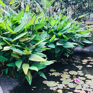 May include: A lush garden pond featuring vibrant green aquatic plants with broad, pointed leaves growing along the edge. The dark water surface is dotted with small, round lily pads and several bright pink water lily flowers in full bloom.
