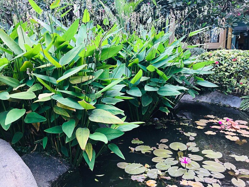 May include: A lush garden pond featuring vibrant green aquatic plants with broad, pointed leaves growing along the edge. The dark water surface is dotted with small, round lily pads and several bright pink water lily flowers in full bloom.