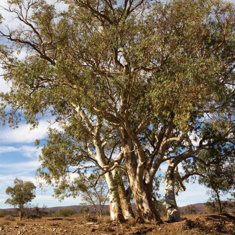 200+ River Red Gum Seeds, Eucalyptus camaldulensis, Shade Tree image 5