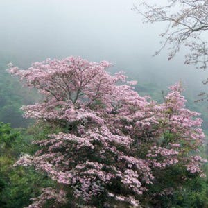 30 à 60 graines de Tabebuia rosea (arbre à trompettes roses), graines d'arbre à trompettes roses image 6