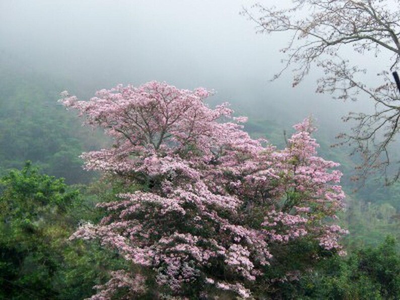 30 à 60 graines de Tabebuia rosea (arbre à trompettes roses), graines d'arbre à trompettes roses image 6