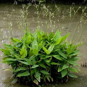 May include: A lush aquatic plant with vibrant green, lance-shaped leaves and tall, slender stems topped with delicate, small white flowers. The plant grows in a dense cluster, emerging directly from the murky water surface in a natural setting.