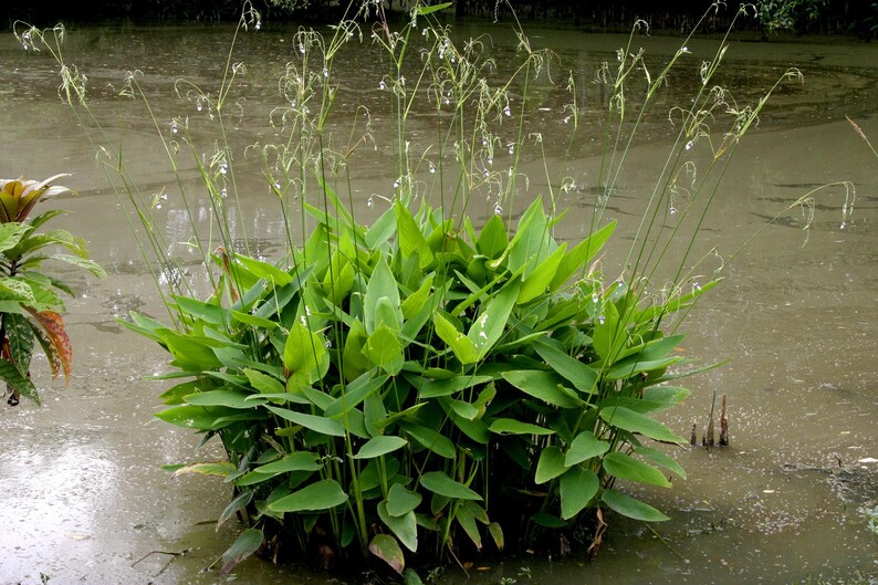 May include: A lush aquatic plant with vibrant green, lance-shaped leaves and tall, slender stems topped with delicate, small white flowers. The plant grows in a dense cluster, emerging directly from the murky water surface in a natural setting.