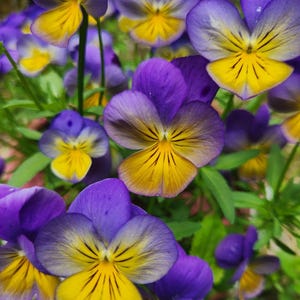 K&ouml;nnte beinhalten: Eine Ansammlung von leuchtenden Stiefm&uuml;tterchen mit jeweils f&uuml;nf abgerundeten Bl&uuml;tenbl&auml;ttern. Die Bl&uuml;tenbl&auml;tter zeigen einen Farbverlauf von tiefem Violett an den R&auml;ndern zu einem hellgelben Zentrum, akzentuiert durch feine, dunkle Linien.