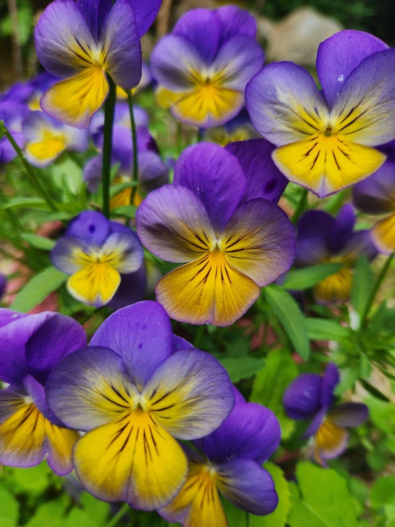 K&ouml;nnte beinhalten: Eine Ansammlung von leuchtenden Stiefm&uuml;tterchen mit jeweils f&uuml;nf abgerundeten Bl&uuml;tenbl&auml;ttern. Die Bl&uuml;tenbl&auml;tter zeigen einen Farbverlauf von tiefem Violett an den R&auml;ndern zu einem hellgelben Zentrum, akzentuiert durch feine, dunkle Linien.