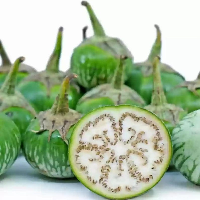 Más de 20 semillas de berenjena sin espinas, Solanum melongena, berenjena morada. imagen 2