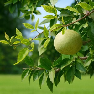Pu&ograve; includere: Un singolo frutto rotondo di colore verde chiaro pende dal ramo sottile di un albero. Il frutto ha una consistenza liscia e opaca ed &egrave; circondato da numerose foglie appuntite di un verde vivace che si estendono da sottili rami legnosi.