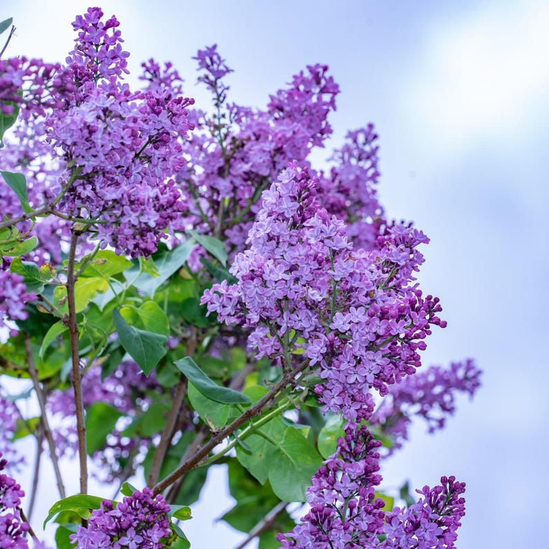 20-50 semillas de lila china, Syringa chinensis, arbusto de flores moradas imagen 1