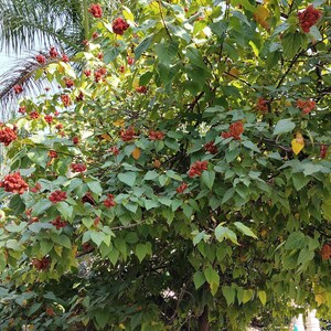50-100 graines d'annatto, Bixa Orellana, Achiote, arbre à rouge à lèvres, Roucou, graines d'arbre à colorant naturel image 5