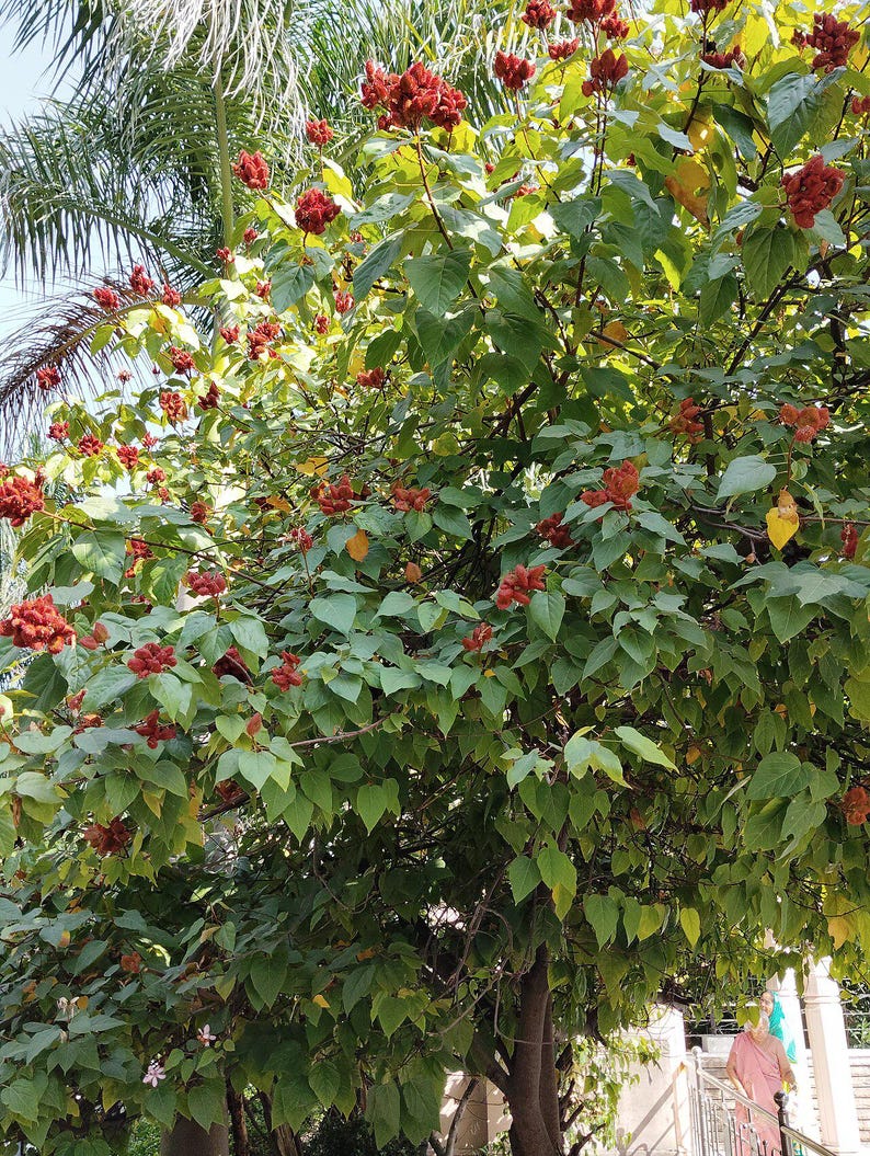 50-100 graines d'annatto, Bixa Orellana, Achiote, arbre à rouge à lèvres, Roucou, graines d'arbre à colorant naturel image 5