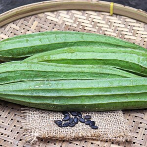10+ lange groene ribbelpompoenzaden, Luffa acutangula, ribbelpompoen, Indiase groente afbeelding 9