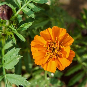 Plus de 100 graines de souci français (Tagetes patula), fleurs compactes pour bordures et pots image 2