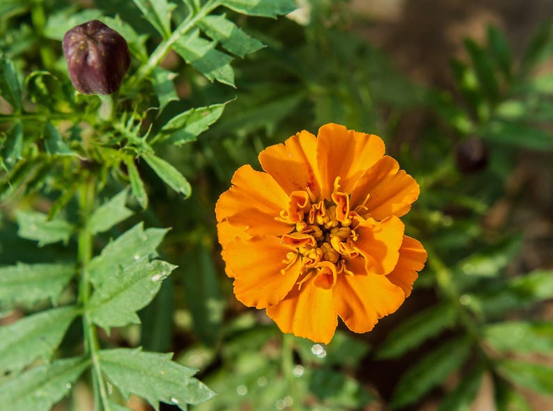 Plus de 100 graines de souci français (Tagetes patula), fleurs compactes pour bordures et pots image 2