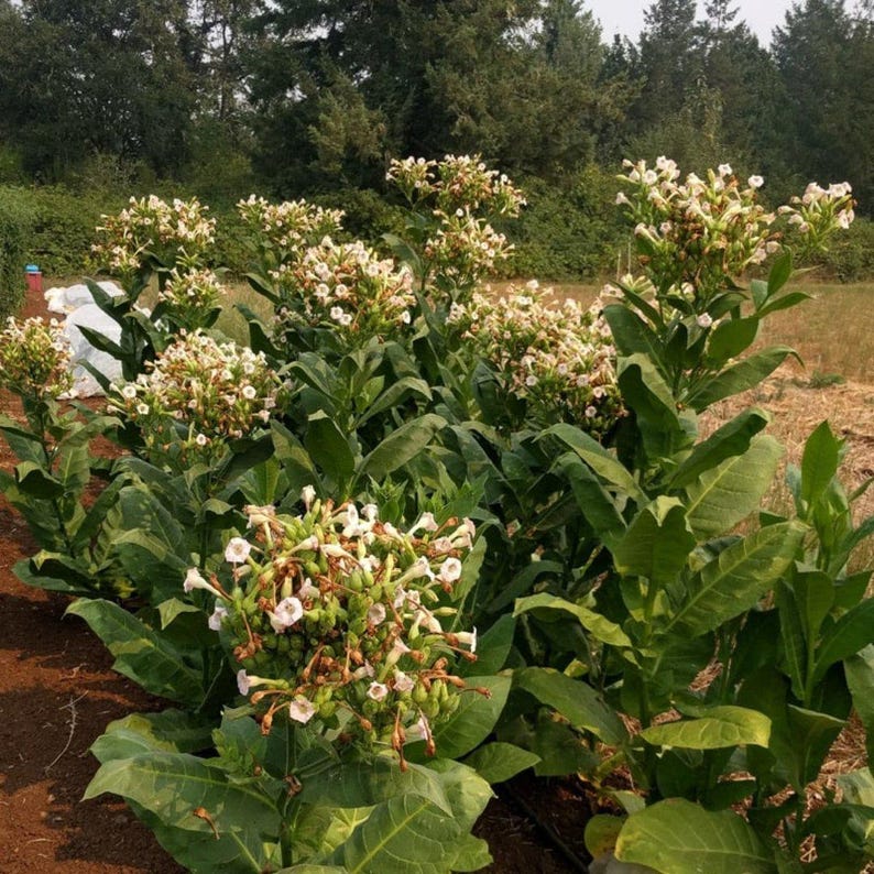 50-300 gele bladeren, 36 tabakszaden, Nicotiana tabacum afbeelding 5
