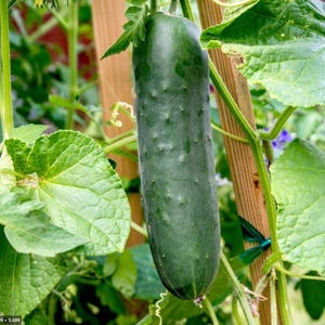 May include: A single dark green cucumber hanging from a vine, featuring a bumpy, textured skin. The vegetable is suspended vertically among large, broad, light green leaves and thin, winding tendrils attached to a wooden garden trellis support.