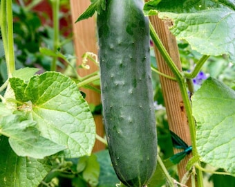 25+ Marketmore Cucumber Seeds, Cucumis sativus, Marketmore 76, Slicing Cucumber