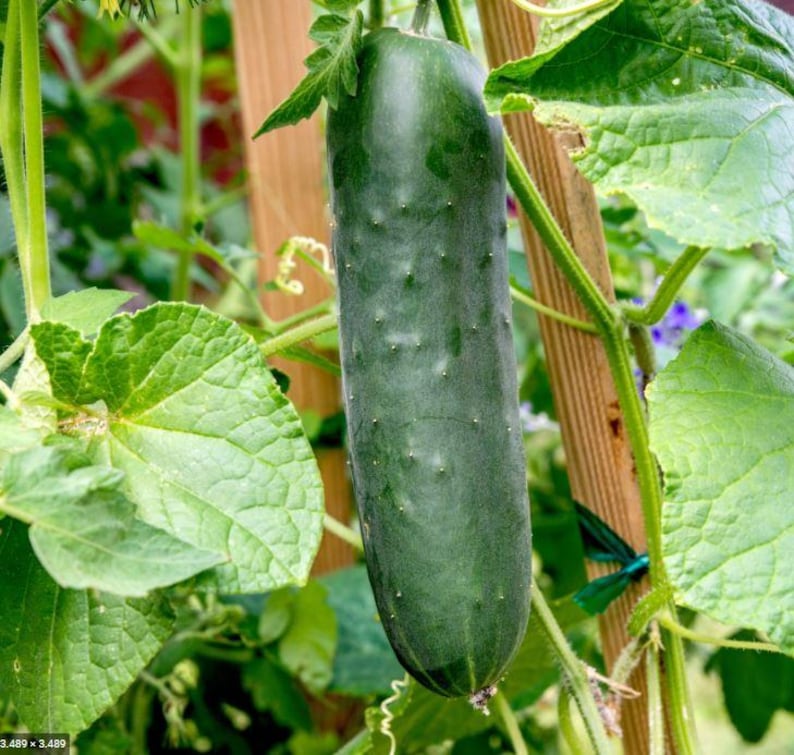May include: A single dark green cucumber hanging from a vine, featuring a bumpy, textured skin. The vegetable is suspended vertically among large, broad, light green leaves and thin, winding tendrils attached to a wooden garden trellis support.