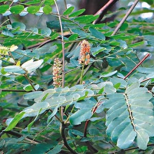 Puede incluir: Una planta con hojas verdes compuestas dispuestas en pares a lo largo de tallos delgados. Dos espigas florales cil&iacute;ndricas y erguidas, con peque&ntilde;as flores de color naranja parduzco densamente agrupadas, emergen del follaje, rodeadas de ramas delgadas de color marr&oacute;n oscuro.