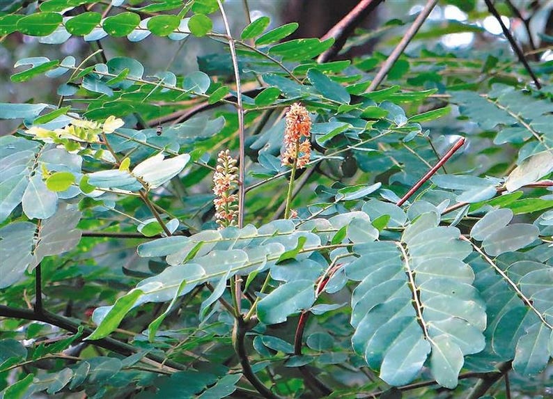 Puede incluir: Una planta con hojas verdes compuestas dispuestas en pares a lo largo de tallos delgados. Dos espigas florales cil&iacute;ndricas y erguidas, con peque&ntilde;as flores de color naranja parduzco densamente agrupadas, emergen del follaje, rodeadas de ramas delgadas de color marr&oacute;n oscuro.