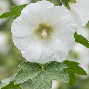 Peut inclure: Une fleur de rose tr&eacute;mi&egrave;re blanche avec cinq p&eacute;tales larges et superpos&eacute;s et un centre jaune p&acirc;le. La fleur pr&eacute;sente des nervures d&eacute;licates et rayonnantes, fix&eacute;e sur une tige verte textur&eacute;e avec des feuilles lob&eacute;es et dentel&eacute;es.