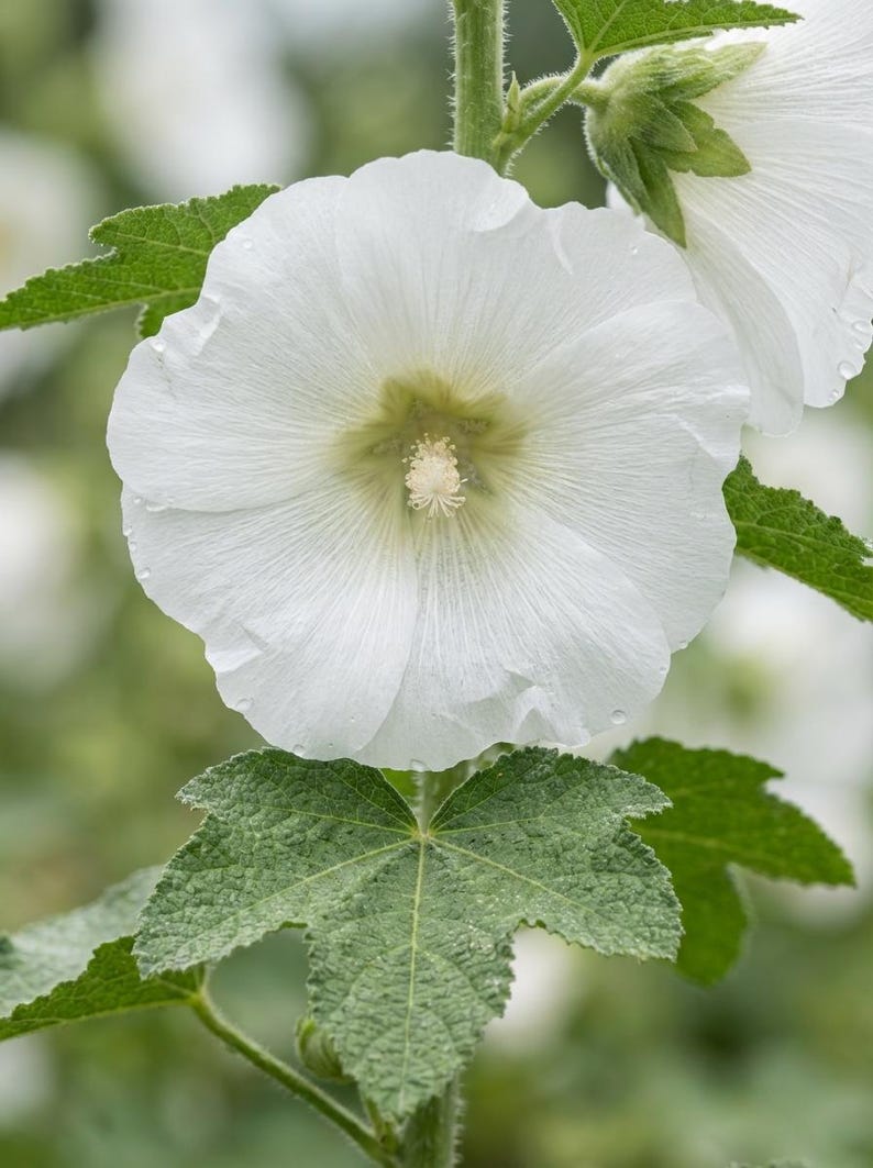 Peut inclure: Une fleur de rose tr&eacute;mi&egrave;re blanche avec cinq p&eacute;tales larges et superpos&eacute;s et un centre jaune p&acirc;le. La fleur pr&eacute;sente des nervures d&eacute;licates et rayonnantes, fix&eacute;e sur une tige verte textur&eacute;e avec des feuilles lob&eacute;es et dentel&eacute;es.