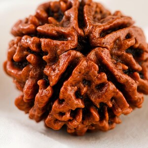 Puede incluir: Una semilla de rudraksha redonda de color marr&oacute;n rojizo con una superficie profundamente texturizada y multifac&eacute;tica, con crestas prominentes y surcos profundos. La semilla tiene un exterior duro y le&ntilde;oso con un patr&oacute;n natural y org&aacute;nico.