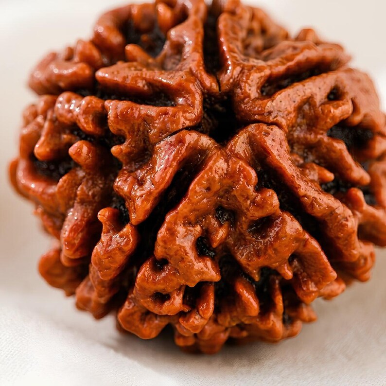 Puede incluir: Una semilla de rudraksha redonda de color marr&oacute;n rojizo con una superficie profundamente texturizada y multifac&eacute;tica, con crestas prominentes y surcos profundos. La semilla tiene un exterior duro y le&ntilde;oso con un patr&oacute;n natural y org&aacute;nico.