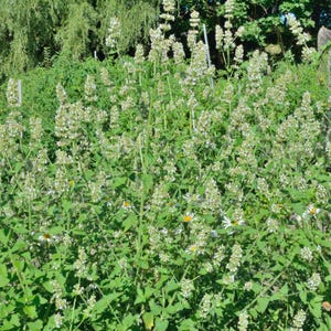100+ Lemon Balm Seeds, Melissa officinalis, Sweet Lemon Herb, Fragrant Perennial Plant image 4
