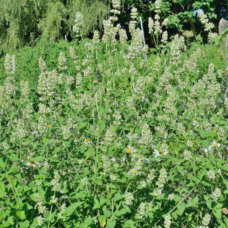 100+ Lemon Balm Seeds, Melissa officinalis, Sweet Lemon Herb, Fragrant Perennial Plant image 4