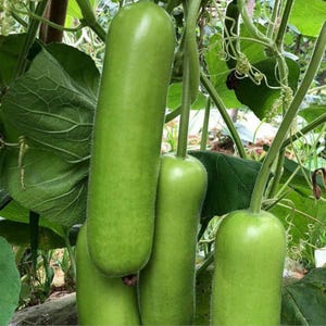 10+ nasion melona długiego Durgesh Komal, melo Cucumis zdjęcie 6
