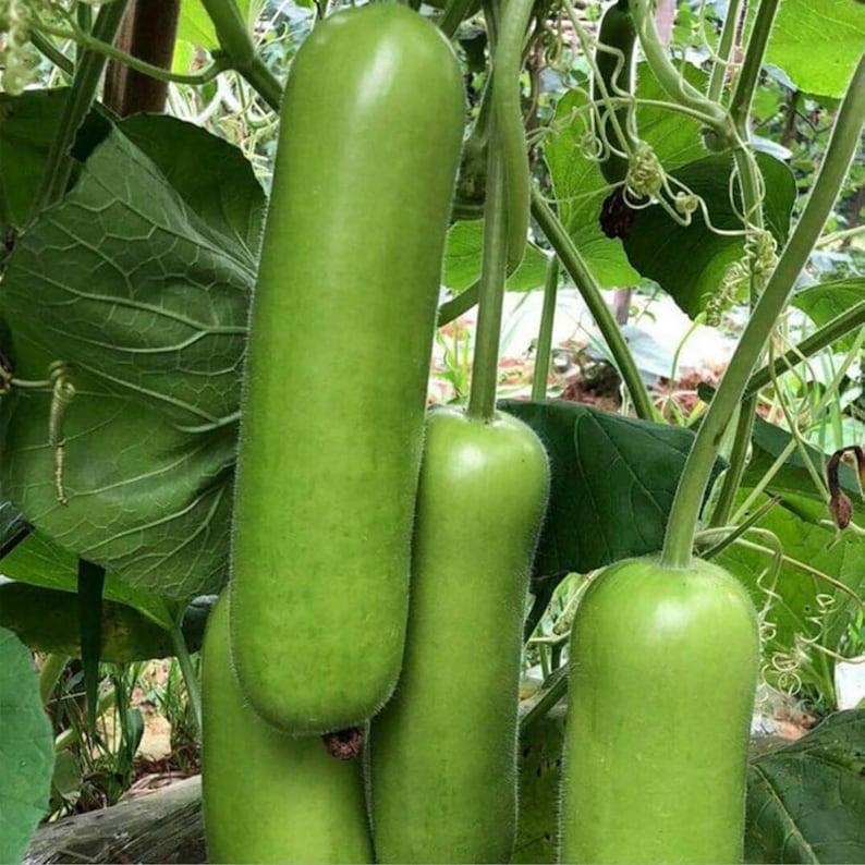 10+ nasion melona długiego Durgesh Komal, melo Cucumis zdjęcie 6
