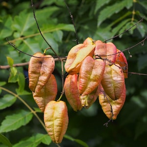 30-60 semillas de árbol de lluvia dorada, Koelreuteria paniculata, orgullo de la India, árbol barnizado, semillas de árbol ornamental con flores imagen 1
