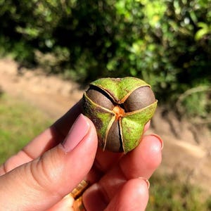 May include: A round, three-lobed seed pod with a green, textured outer husk that is partially split open to reveal smooth, dark brown, rounded seeds nestled inside the centre of the structure, showcasing a natural botanical formation.