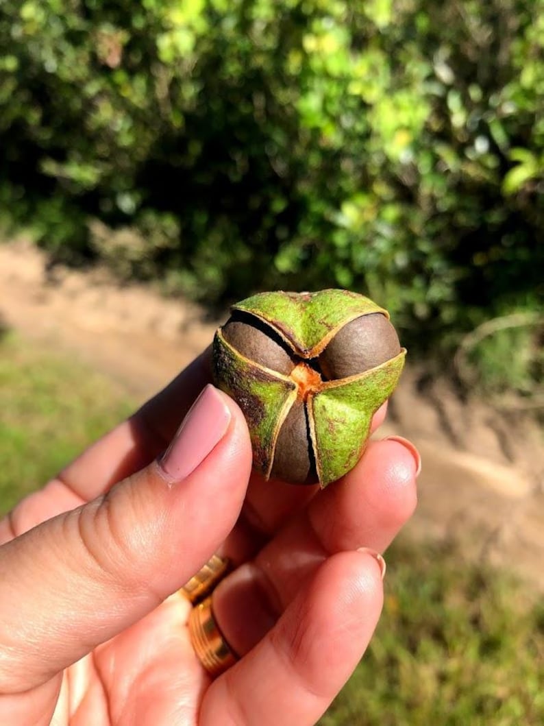 May include: A round, three-lobed seed pod with a green, textured outer husk that is partially split open to reveal smooth, dark brown, rounded seeds nestled inside the centre of the structure, showcasing a natural botanical formation.