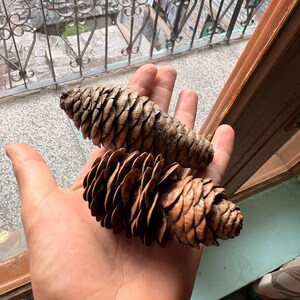 One Picea smithiana Cone, Himalayan Spruce Botanical Craft Supply image 4