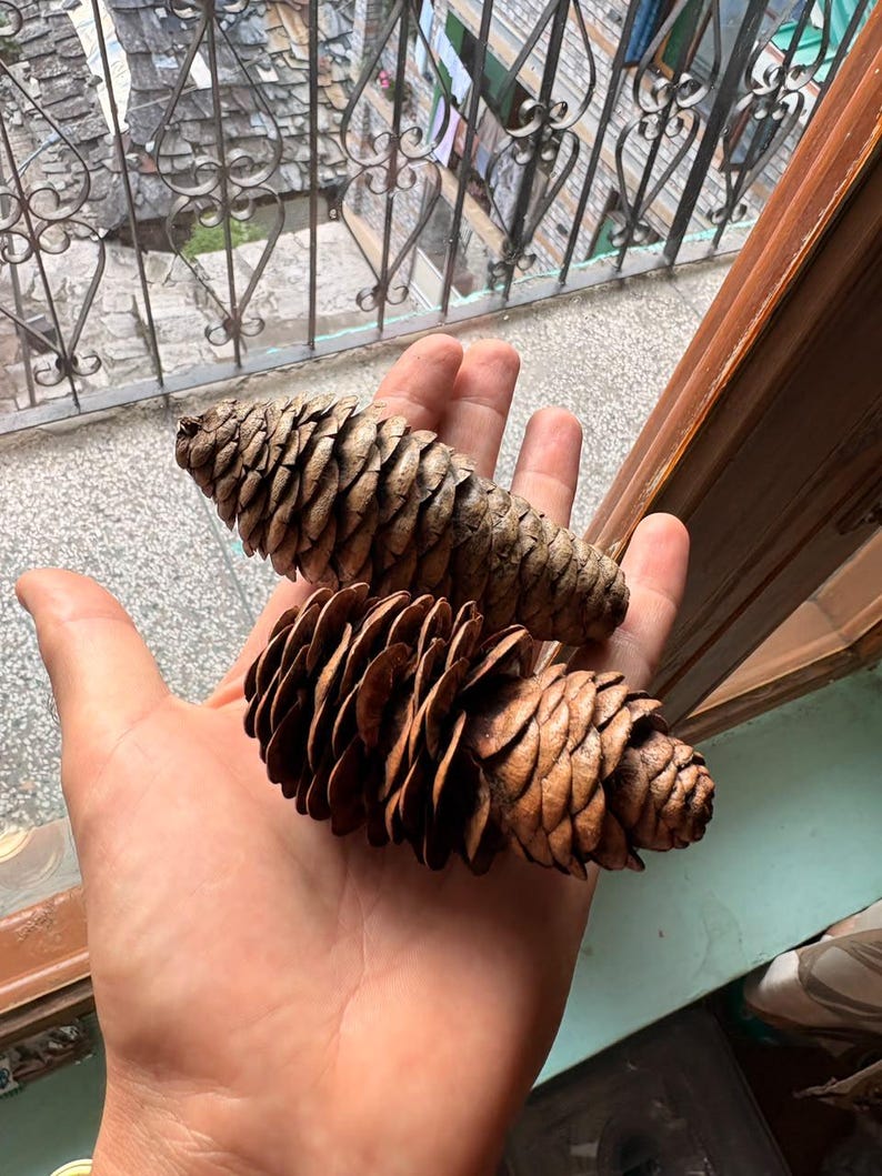 One Picea smithiana Cone, Himalayan Spruce Botanical Craft Supply image 4