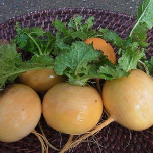 Meer dan 100 zaden van de gouden bolraap (Brassica rapa), een gele wortelgroente. afbeelding 8