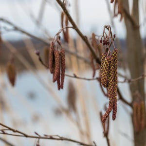 200-500 semillas de abedul llorón, Betula pendula, abedul plateado, árbol ornamental imagen 10