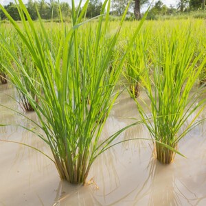 100-1000 risbärsfrön, Oryza sativa, vildt svart ris, lila korn, thairis bild 4