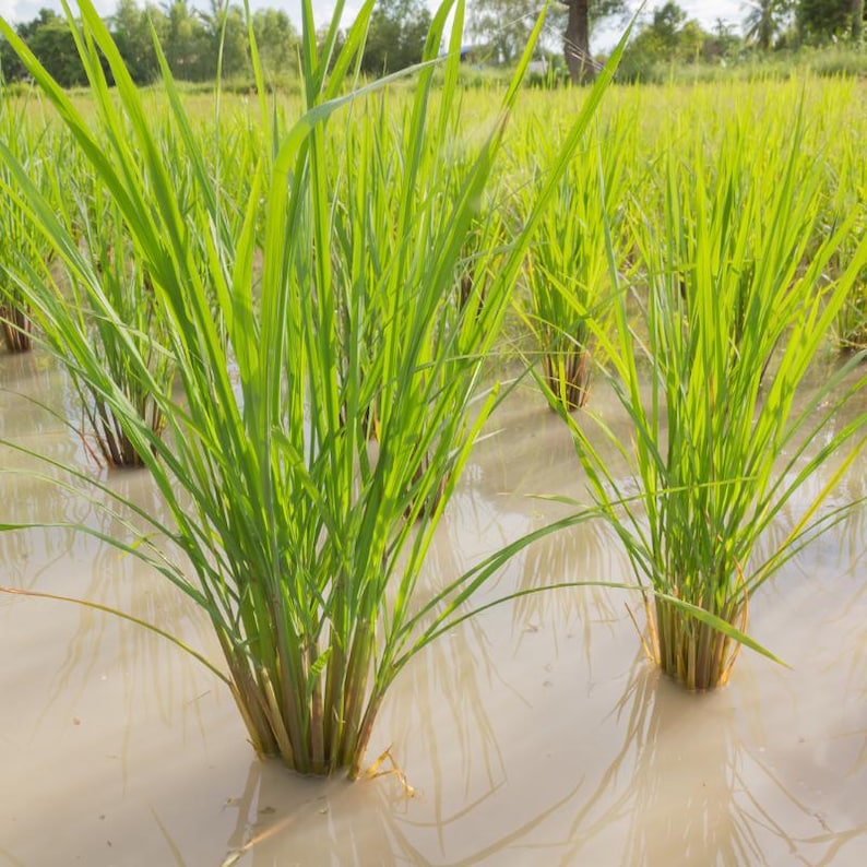100-1000 risbärsfrön, Oryza sativa, vildt svart ris, lila korn, thairis bild 4