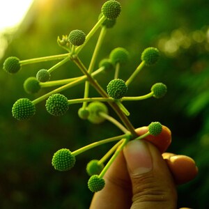 25-50 semi di Leucaena, Leucaena Leucocephala, Albero di piombo bianco, Subabul, Tamarindo selvatico, Semi di albero tropicale azotofissatore immagine 3