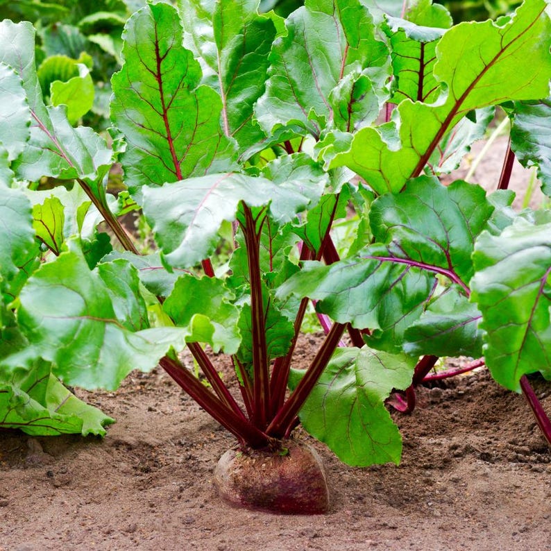 Über 100 Samen der Sorte Rosy Red 555 Rote Bete (Beta vulgaris), Wurzelgemüse Bild 8