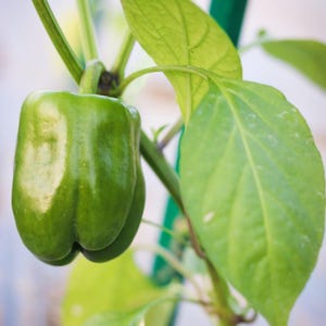 Más de 20 semillas de pimiento verde dulce, Capsicum annuum, pimiento verde, pimiento dulce suave. imagen 5