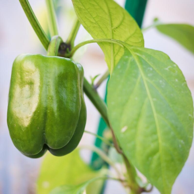 Más de 20 semillas de pimiento verde dulce, Capsicum annuum, pimiento verde, pimiento dulce suave. imagen 5
