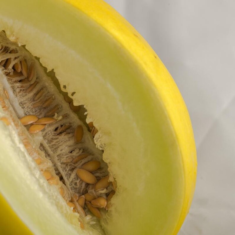 25+ Yellow melon Seeds, Cucumis melo, Pumpkins, gourds and melons image 10