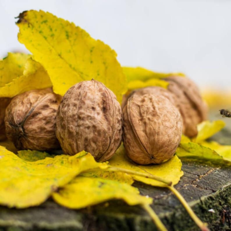 5+ Himalayan Walnut Seeds, Juglans regia, Walnut Tree image 7