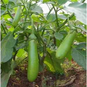 Puede incluir: Varias berenjenas largas de color verde claro cuelgan de una planta frondosa con follaje verde ancho. Las verduras de piel lisa est&aacute;n unidas a tallos finos y ramificados, y la planta crece directamente del suelo oscuro y texturizado.