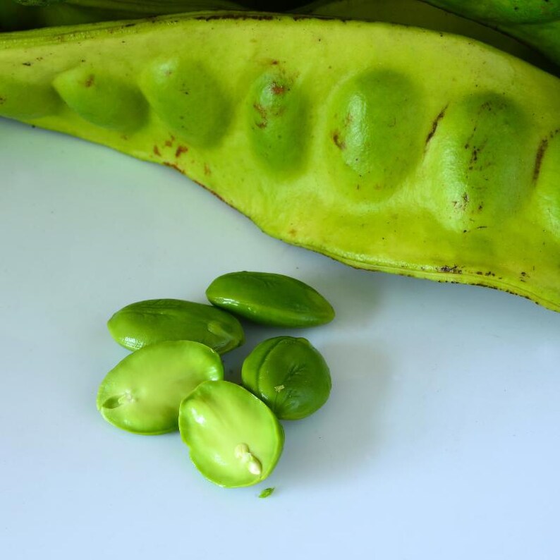 Más de 20 semillas de frijol racimo Neelam, Cyamopsis tetragonoloba, guar imagen 7