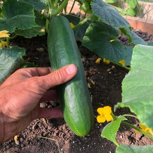 Puede incluir: Un pepino grande de color verde oscuro con una piel lisa y ligeramente texturizada. La verdura tiene forma cil&iacute;ndrica con extremos redondeados, mostrando un color profundo y uniforme en toda su longitud, creciendo en una enredadera con hojas verdes.